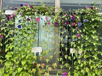 武豊町総合体育館で実施中の緑のカーテン。