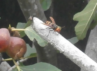 写真：コガタスズメバチ（働き蜂）