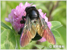 タイワンタケクマバチの写真