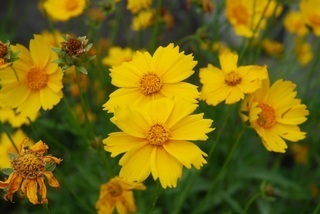 写真：オオキンケイギクの花