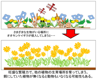 イラスト:オオキンケイギクの繁殖力