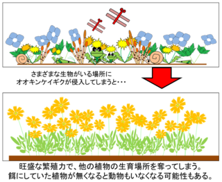 イラスト：オオキンケイギクの繁殖力