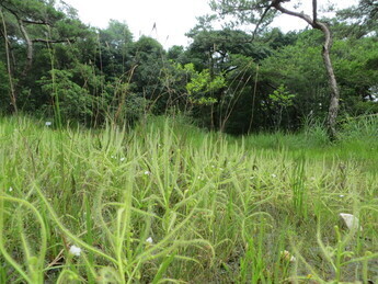 写真：壱町田湿地植物群落