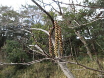 写真：壱町田湿地の様子6