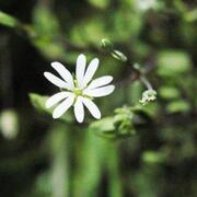 写真：ノミノフスマ（ナデシコ科）