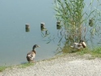 写真：長成池にいる鴨の様子
