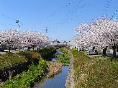 写真:石川沿いのソメイヨシノ