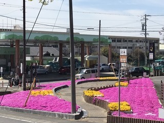 写真：多賀ポケットパークの芝桜