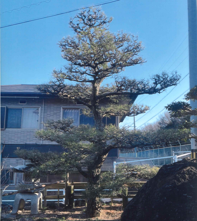 松