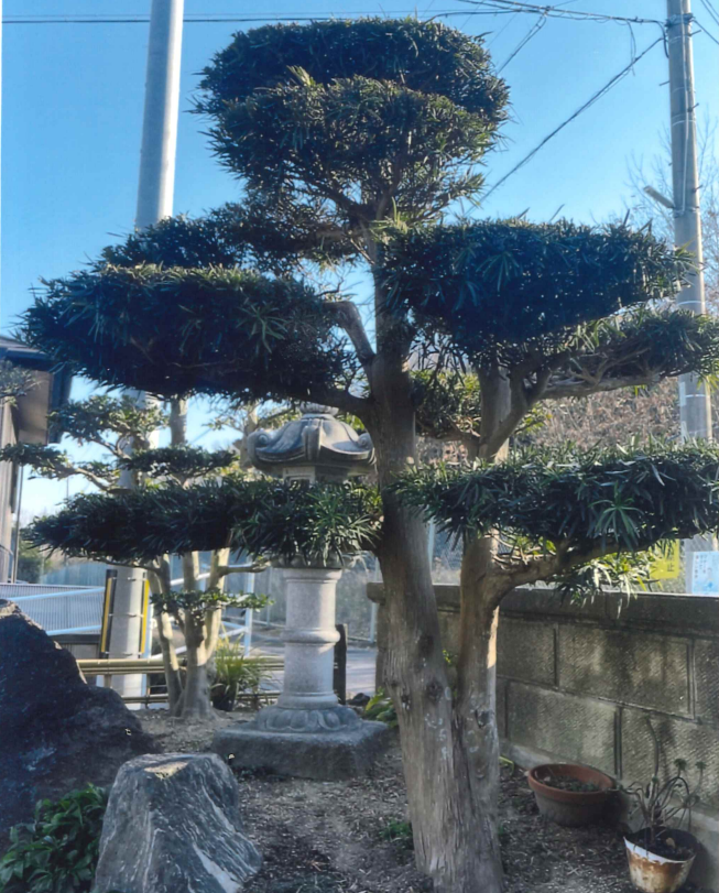 槙