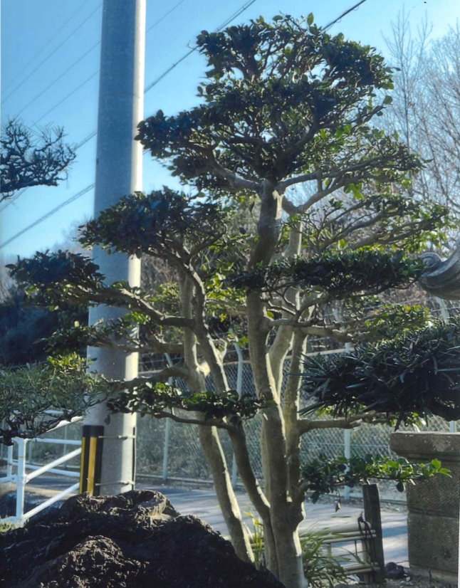 黐木