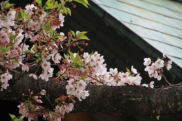 写真：春の桜