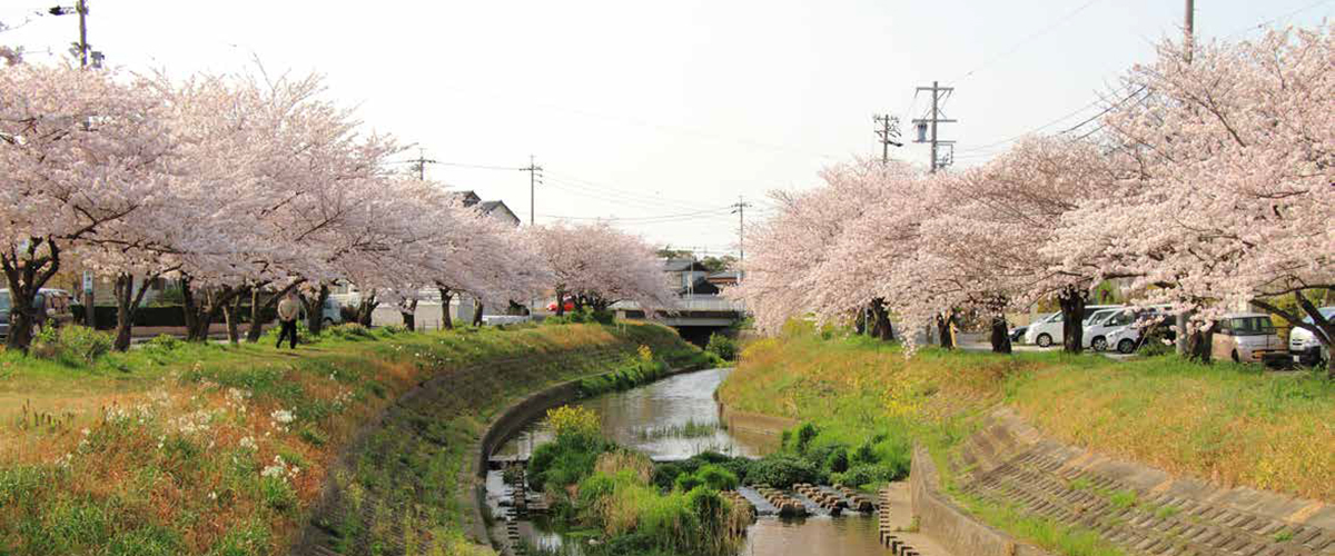 写真：桜並木