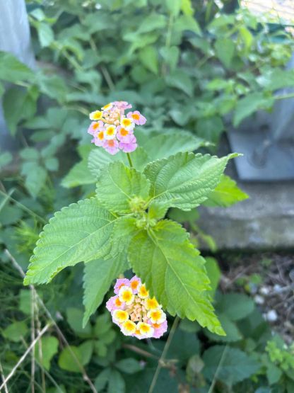 写真:ランタナの花