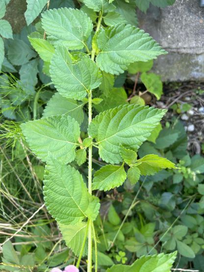写真:ランタナの茎