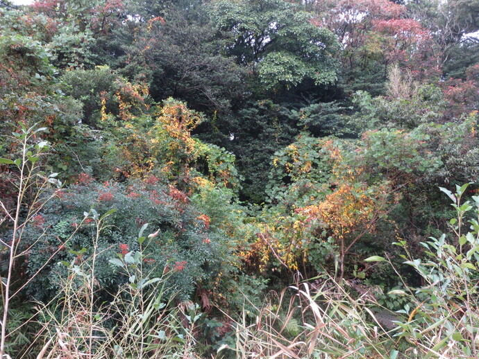 写真：D湿地の紅葉