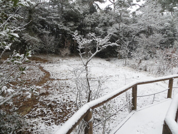 写真：A湿地の雪