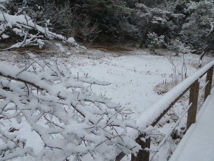 写真：B湿地の雪