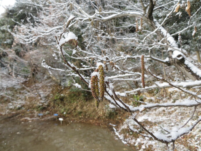 写真：ハンノキの雪