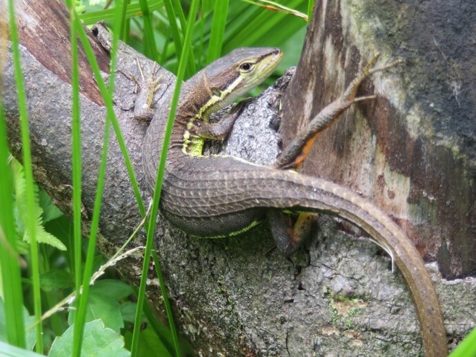写真：カナヘビ