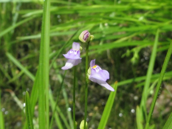 写真：ホザキノミミカキグサ