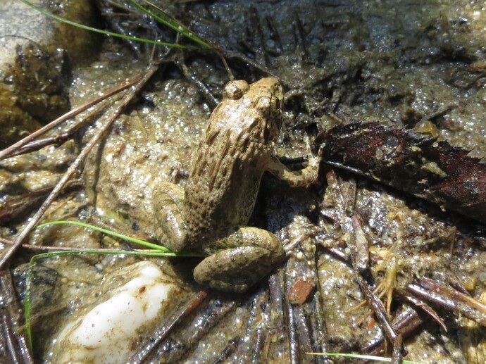 写真：ヌマガエル