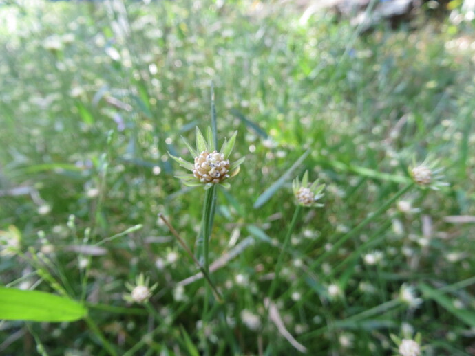 写真:シロイヌノヒゲ