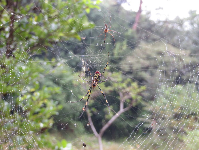 写真:ジョロウグモ