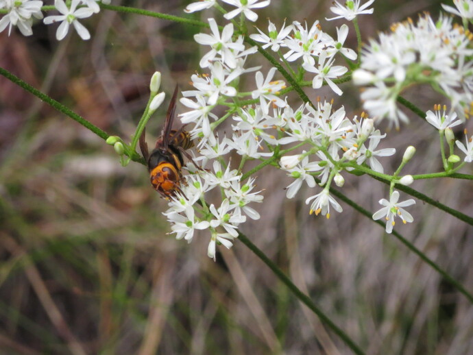 写真:コガタスズメバチ