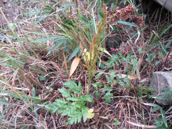 写真：フユノハナワラビ