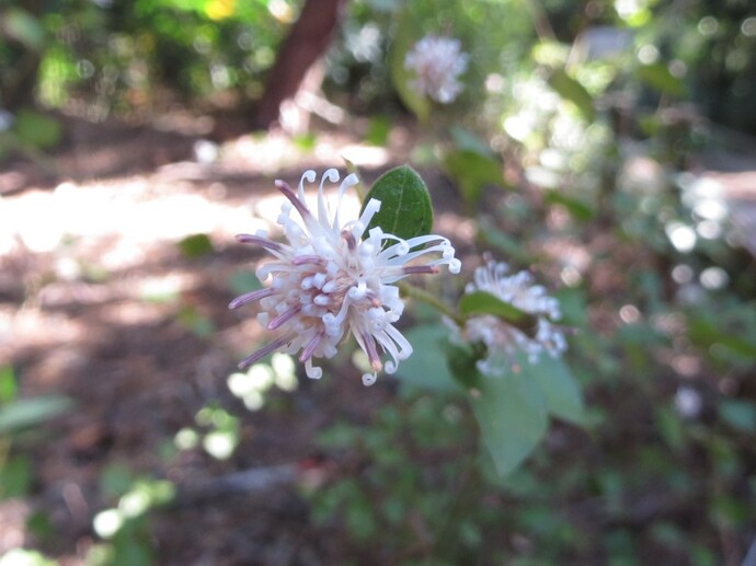 写真：コウヤボウキ