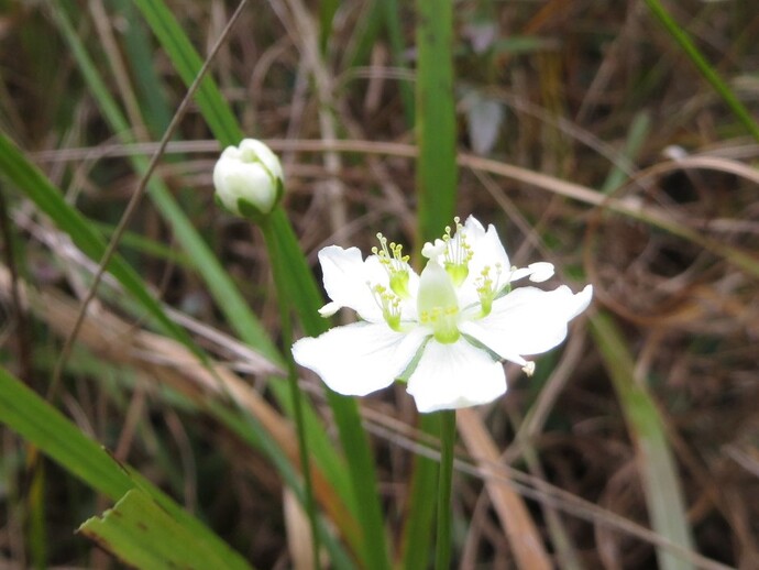 写真：ウメバチソウ