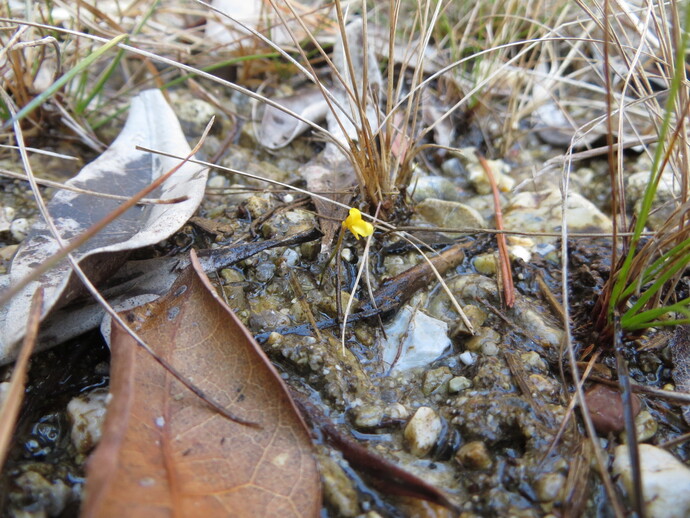 写真:ミミカキグサ