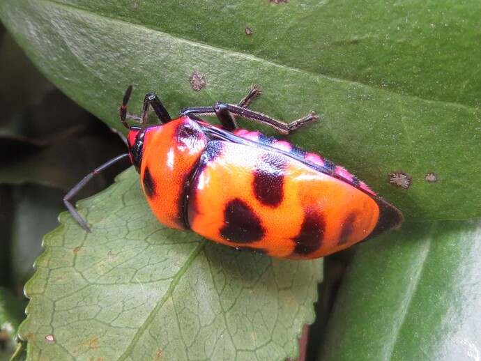 写真:オオキンカメムシ
