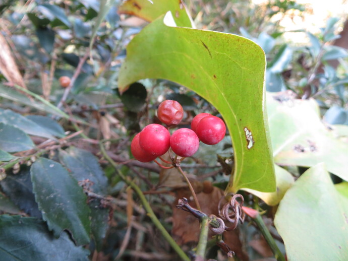 写真:サルトリイバラ