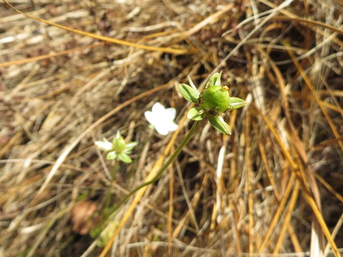 写真:ウメバチソウ