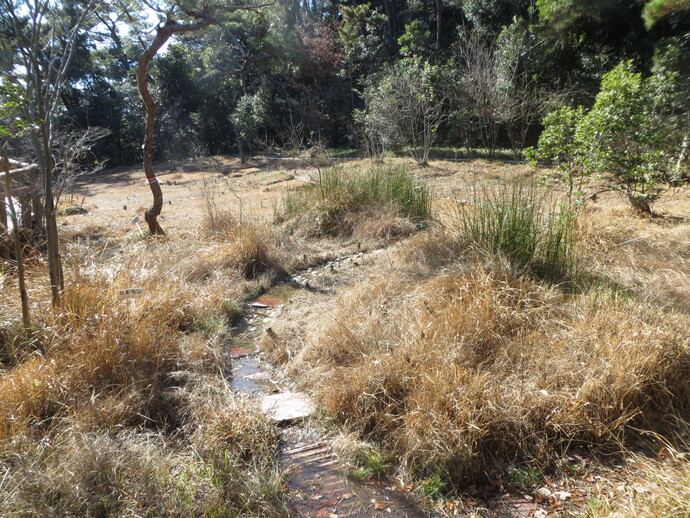 写真：B湿地の様子