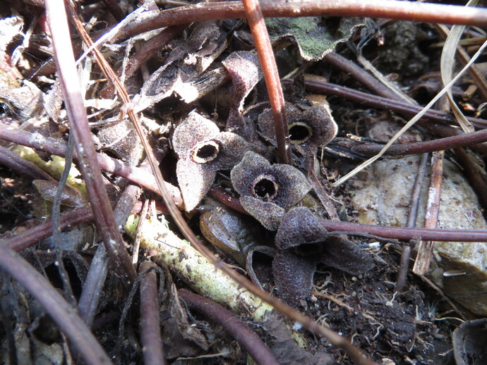 写真：カンアオイ