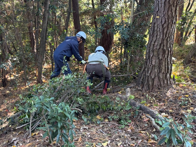 写真：間伐作業