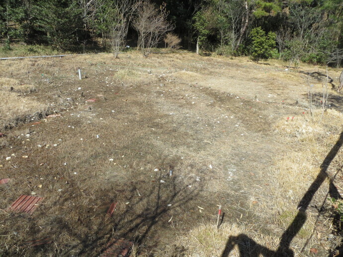 写真:B湿地の様子