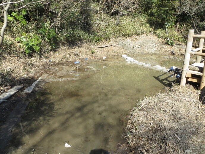 写真:D湿地の様子