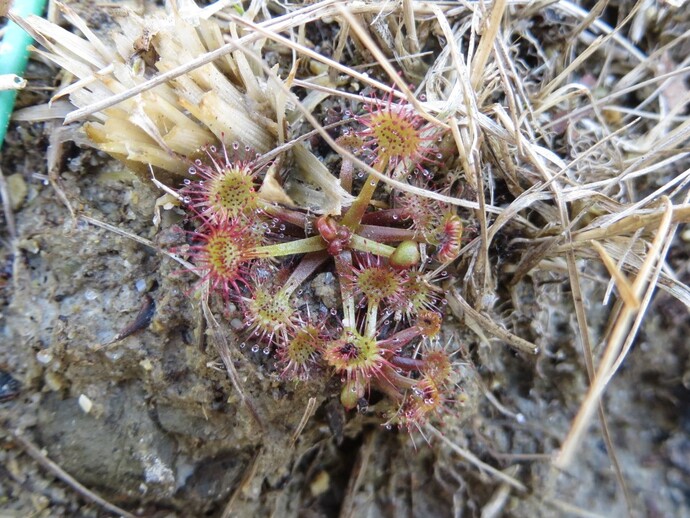 写真：モウセンゴケ