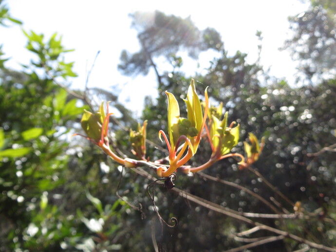 写真：サルトリイバラ