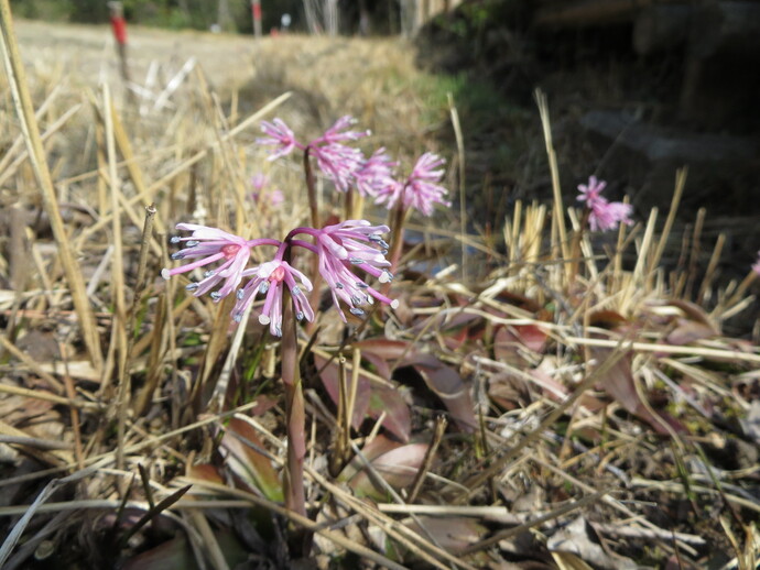 写真：ショウジョウバカマ