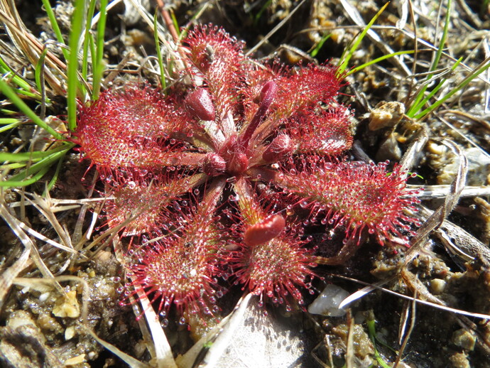 写真：トウカイコモウセンゴケ