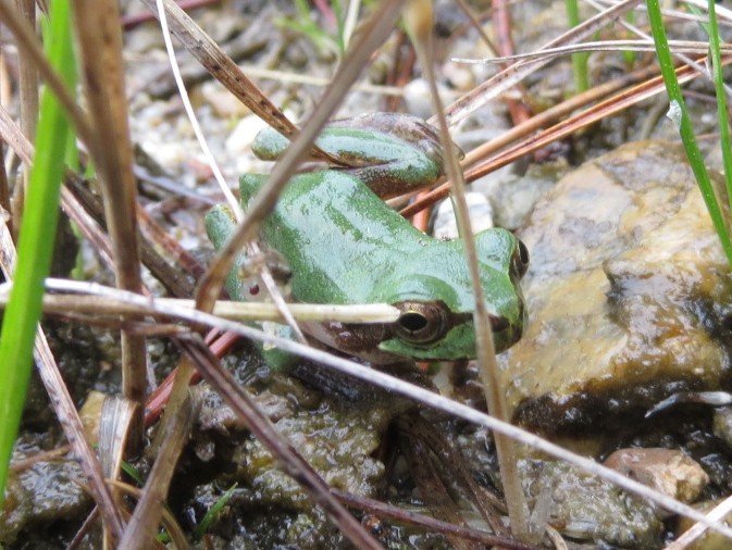写真：アマガエル