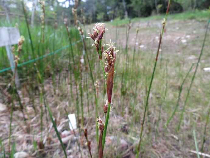 写真：アンペライ
