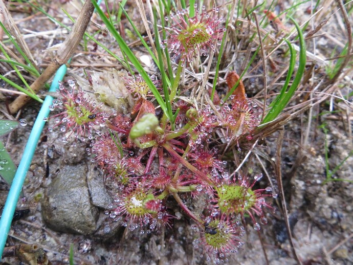 写真：モウセンゴケ