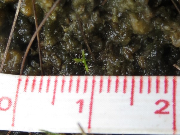 写真：シロバナナガバノイシモチソウ