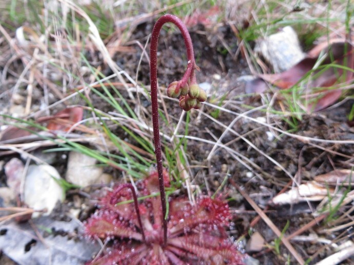 写真：トウカイコモウセンゴケ